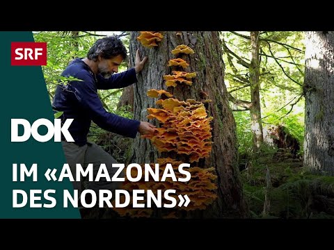 Youtube: Bärenforscher Reno Sommerhalder im Urwald von Alaska | Doku | SRF Dok