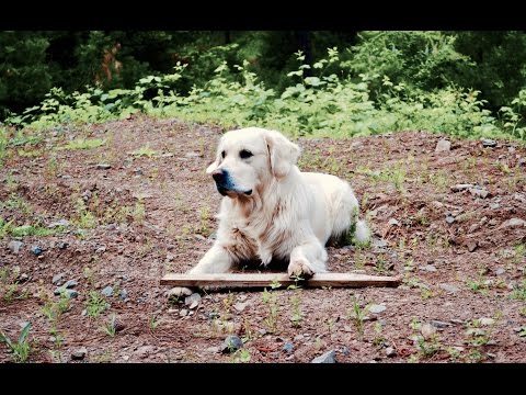 Youtube: Cute Golden Retriever