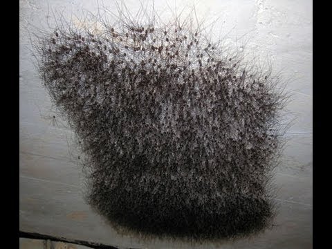 Youtube: Spinnenhaufen Weberknecht Thousands of spiders