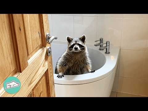 Youtube: Wild Raccoon Was Raised By Dogs, Now He’s Part Of Their Pack | Cuddle Buddies