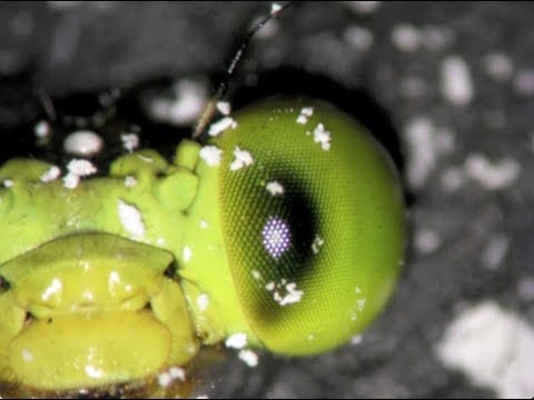 Youtube: The amazing compound eyes of Hawaiian Damselflies - pseudo pupil technique 1