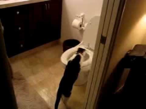 Youtube: Gizmo Flushes