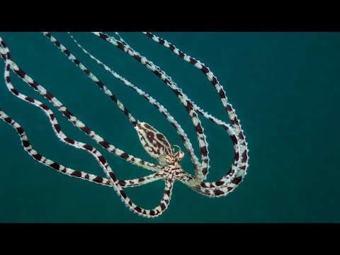 Youtube: Mimic Octopus: Master of Disguise