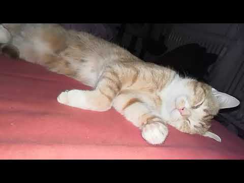 Youtube: Loki Luzifer sweet dreams