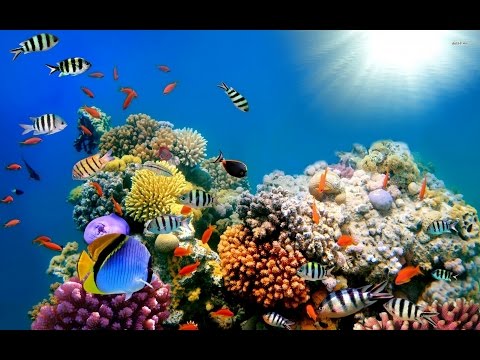 Youtube: (Doku in HD) Korallenriffe in Gefahr