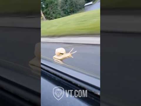 Youtube: Snail Hangs on for Dear Life on Speeding Car! 🚗🐌