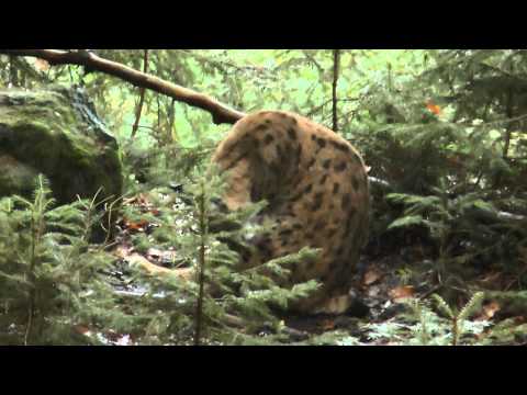 Youtube: 40 Jahre Nationalpark Bayerischer Wald