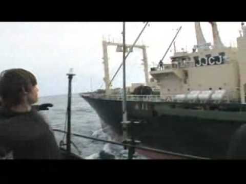 Youtube: Whale   Wars Sea Shepherd - Protecting oceans around the world.