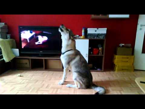 Youtube: Tschechoslowakischer Wolfshund mix Mailo heult wie ein Wolf