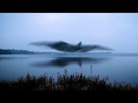 Youtube: Nature's Mystery: Watch the Hypnotic Dance of a Starling Murmuration