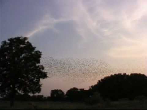 Youtube: Vogelschwarm - Flocking Birds