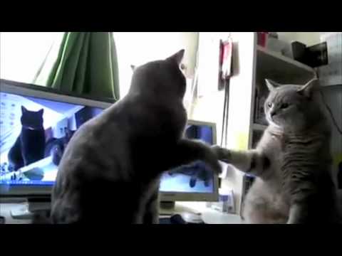 Youtube: Cats Playing Patty-cake, what they were saying...