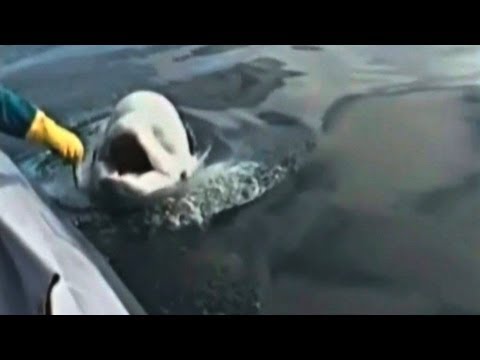 Youtube: "Sprechender" Wal bringt Forscher zum Staunen