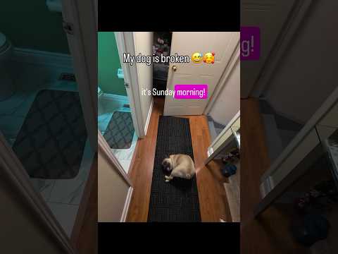 Youtube: Er ist der Beste! #Hund #Tiere #Memes #lustig #Witze #Liebe #Tierkurzvideos #süß #nachvollziehbar...