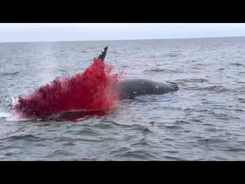 Youtube: Whale Explodes!