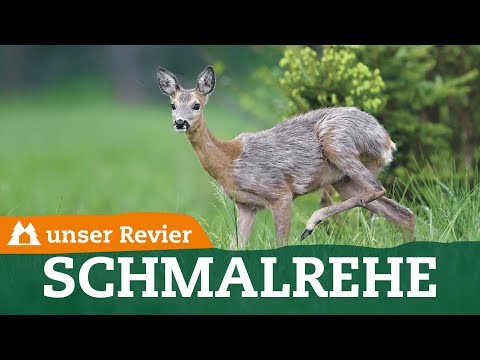 Youtube: Unterschied zwischen Schmalreh und Ricke | Weibliches Rehwild ansprechen | unser Revier | #59