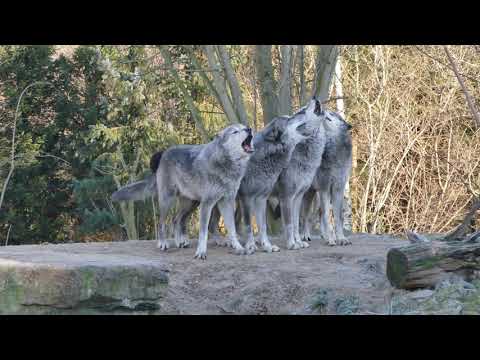 Youtube: Schaurig schönes Wolfsgeheul