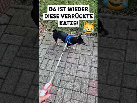 Youtube: DIE VERRÜCKTE KATZE!😹 #shorts von @Arschbulette #hund #katze #arschbulette #funnyanimals #lustig