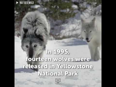 Youtube: What Happened When A Pack Of Wolves Were Released In Yellowstone National Park