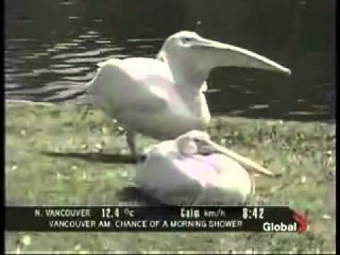 Youtube: Pelikan frisst Taube