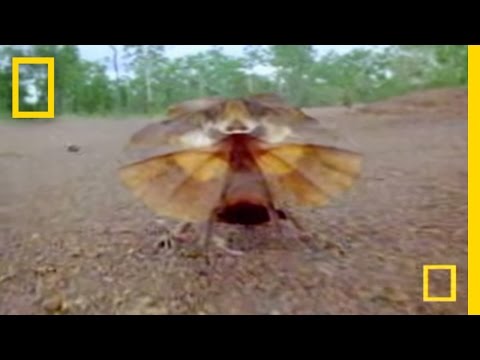 Youtube: Freaky Lizard | National Geographic