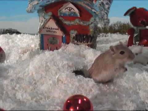 Youtube: A Gerbils of the Caribbean Christmas