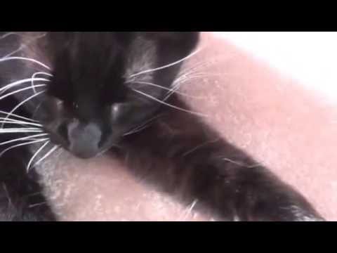 Youtube: Sehr lautes Katzen schnurren
