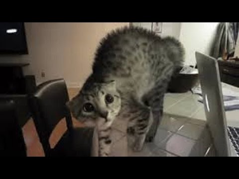 Youtube: Best Scared Cats Compilation 2015 - FUNNY CATS