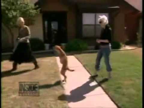Youtube: FAITH - The Two-Legged Wonder Dog! Der Hund auf zwei Pfoten. English!
