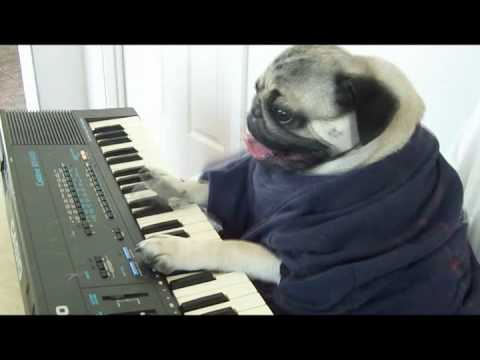 Youtube: Keyboard DOG *ORIGINAL*