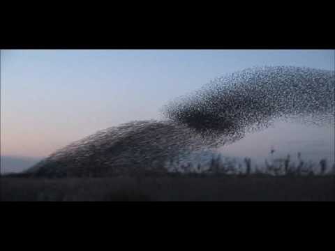 Youtube: starlings on Otmoor