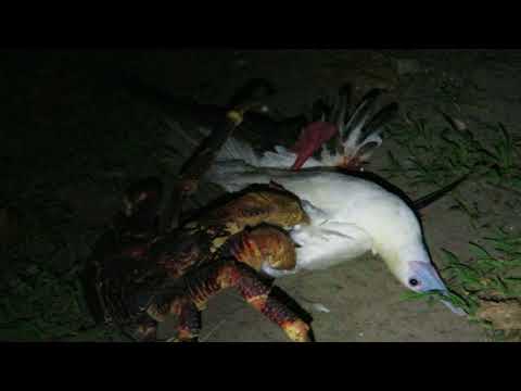 Youtube: Coconut crab attacks bird