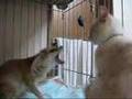 Youtube: Fennec and cat's fights