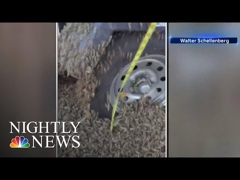 Youtube: What Happens In Vegas: Swarm Of Grasshoppers Take Over Sin City | NBC Nightly News