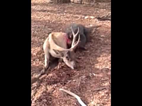 Youtube: Wild Komodo dragon eating a deer alive - Komodo Island Indonesia