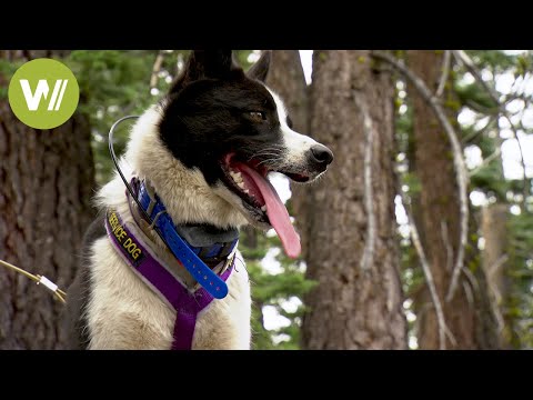 Youtube: Bärenhunde lehren Bären, in der Wildnis zu bleiben