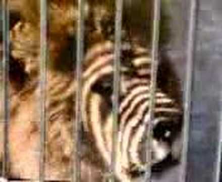 Youtube: ALLAH DİYEN ASLAN-2