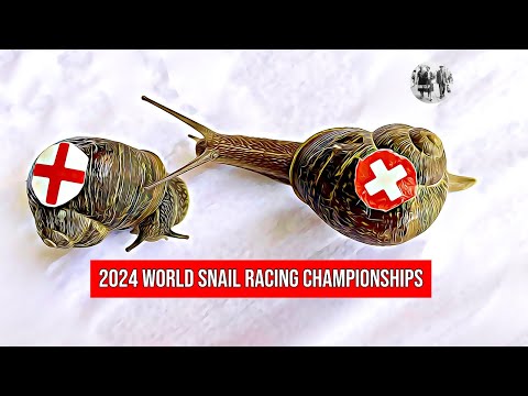 Youtube: Die Weltmeisterschaften im Schneckenrennen 2024