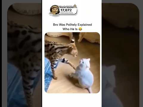 Youtube: He is explaining to him😳😂