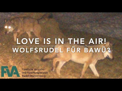 Youtube: Hoffnung auf- und Angst vor: Wolfnachwuchs! Ben freut sich.