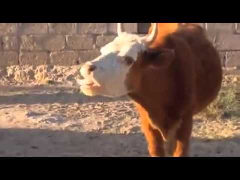 Youtube: Lustige Kuh