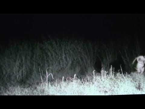 Youtube: Real Alien Sighting 10: Video with Commentary