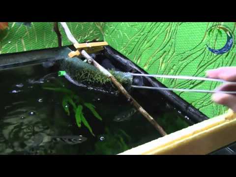 Youtube: Toxotes jaculatrix - Schützenfische