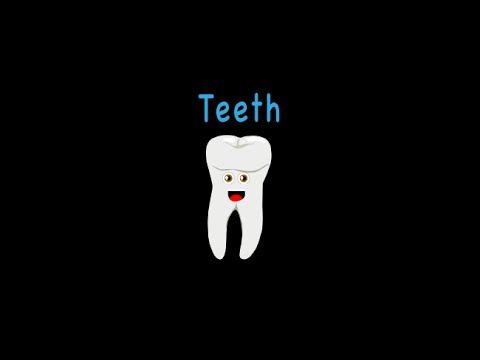 Youtube: Human Body /Teeth Song/Human Body Systems
