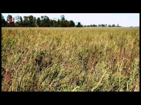 Youtube: Superweeds - Das Unkraut aus der Hölle! Dank Monsanto