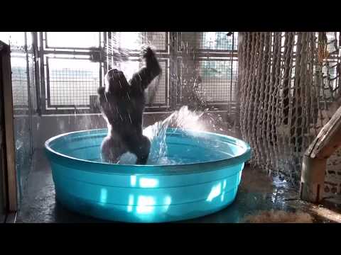 Youtube: Breakdancing Gorilla Enjoys Pool Behind-the-Scenes