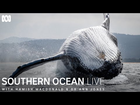 Youtube: Scientists use drones to collect samples of humpback whale snot | Southern Ocean Live