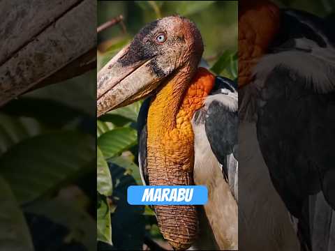 Youtube: Marabu: Der Horrorvogel, der die Natur aufräumt