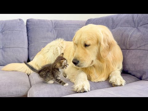 Youtube: Golden Retriever Comforts a Frightened Tiny Kitten — Love at First Sight!