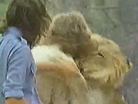 Youtube: Christian the Lion- Reunion!